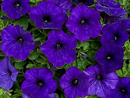 Petunia Royal Blue