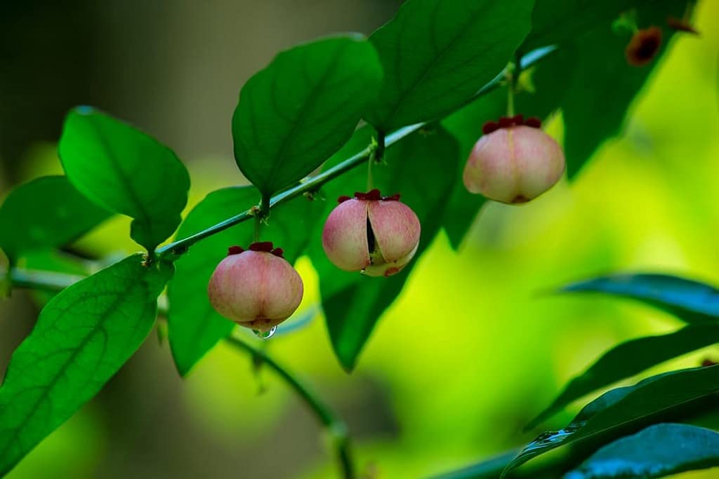 Japan Cheera (Sauropus Androgynus)