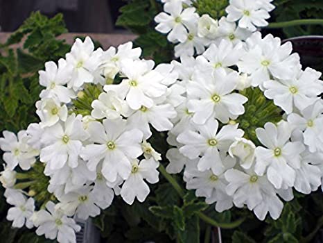 Verbena Crystal White