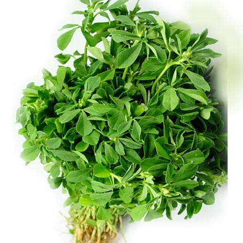 Methi Kasuri Seeds