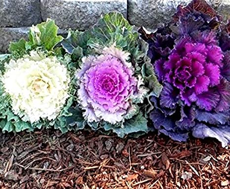 Ornamental Kale Round Leaves