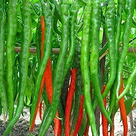 Chillies Green Long Seeds