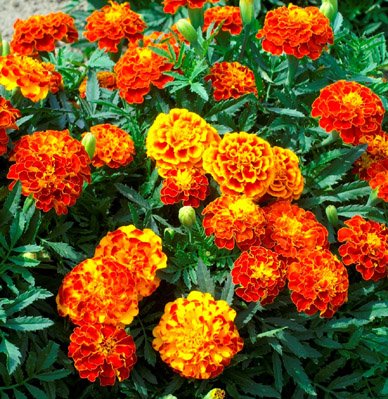 French Marigold Nana Bonita Mx