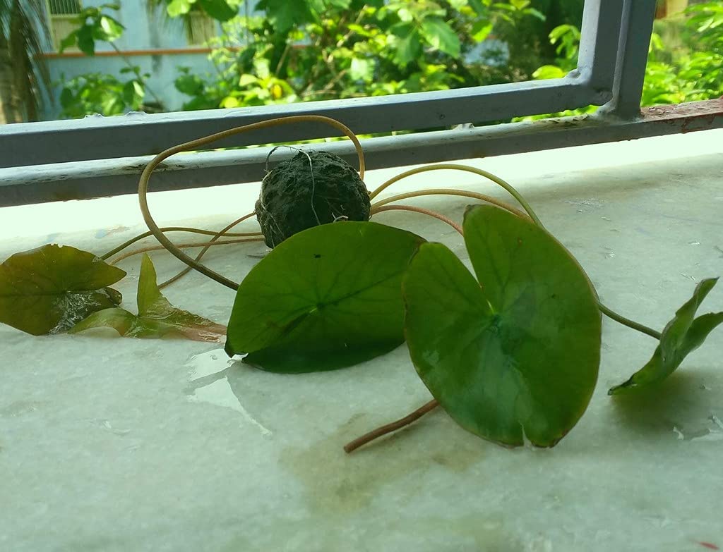 Creative Farmer Aquatic Plants Bowl Lotus Live Plant (Healthy Plant)