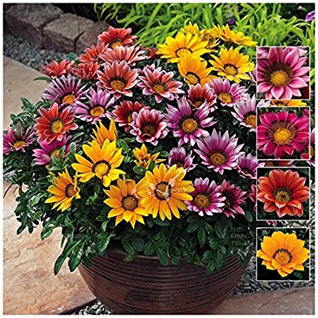 Gazania Sunshine Hybrid Mixed (Treasure Flower)