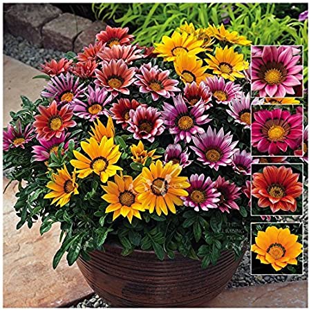 Gazania Sunshine Hybrid Mixed  (Treasure Flower)