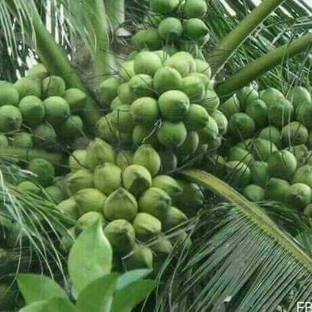 Gardens Coconut Fruit Live Plant High Yielding Dwarf Coconut Malaysian Orange - 1 Healthy Live Plant E