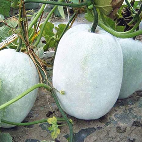 Ashgourd