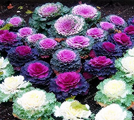 Ornamental Kale Round Leaves