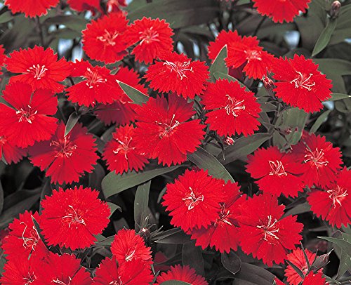 Dianthus Scarlet Red