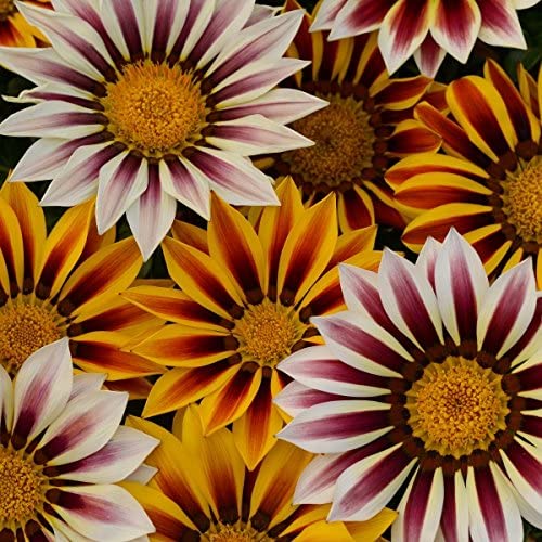 Gazania Dwarf Mixed(Treasure Flower)