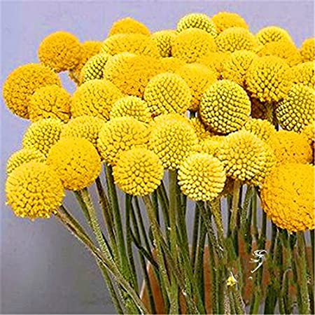 Drum stick Globosa Yellow