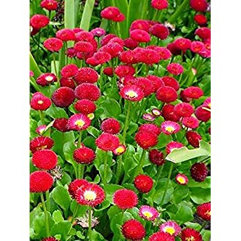 Daisy Pomponent Red