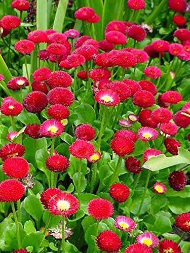 Daisy Pomponent Red