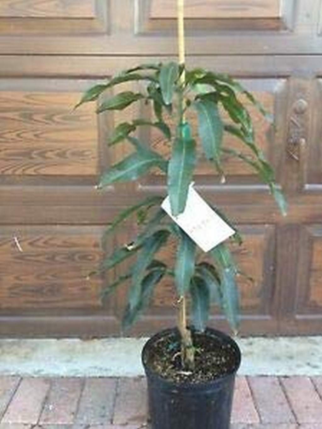 Neelum Mango (Mangifera Indica) Highly Relished Roof Garden Plant(1 Healthy Live Plant)