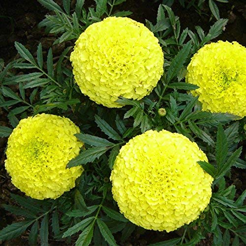 Marigold Gulzafri Yellow