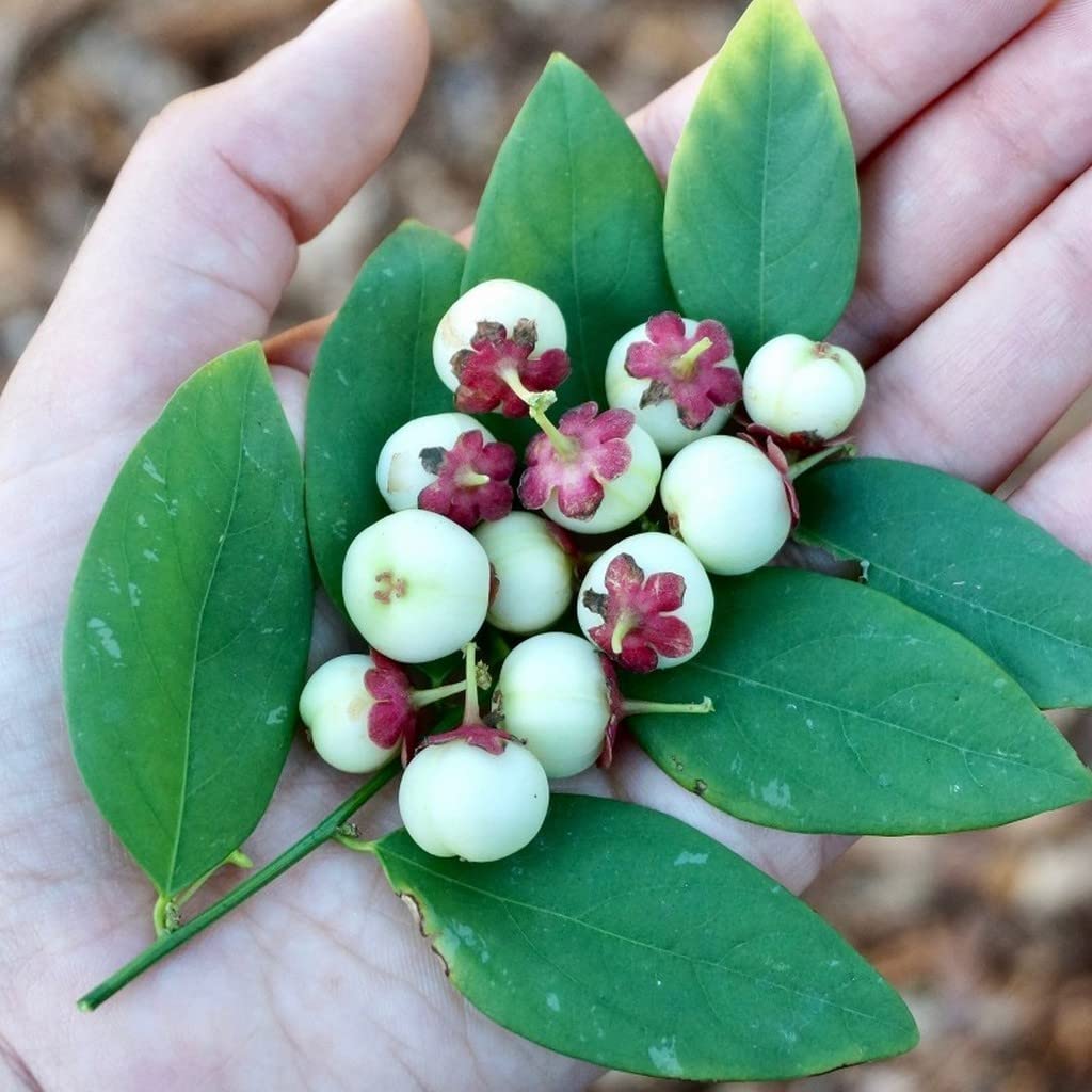 Japan Cheera (Sauropus Androgynus)