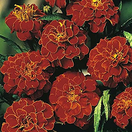 French Marigold Bolero Red