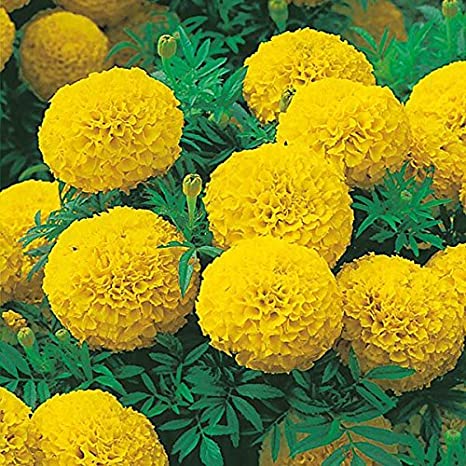 Marigold Gulzafri Yellow