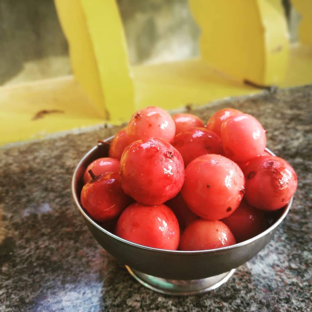 Flacourtia Jangomas Lubica/Lovlolika/Vayyamkaitha Plant Exotic Plant For Terrace Gardening/Indoor
