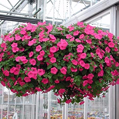 Petunia Rose Of Heavens Pink