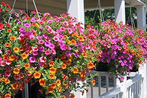 Phlox Twinkle Mix 5000 Sds