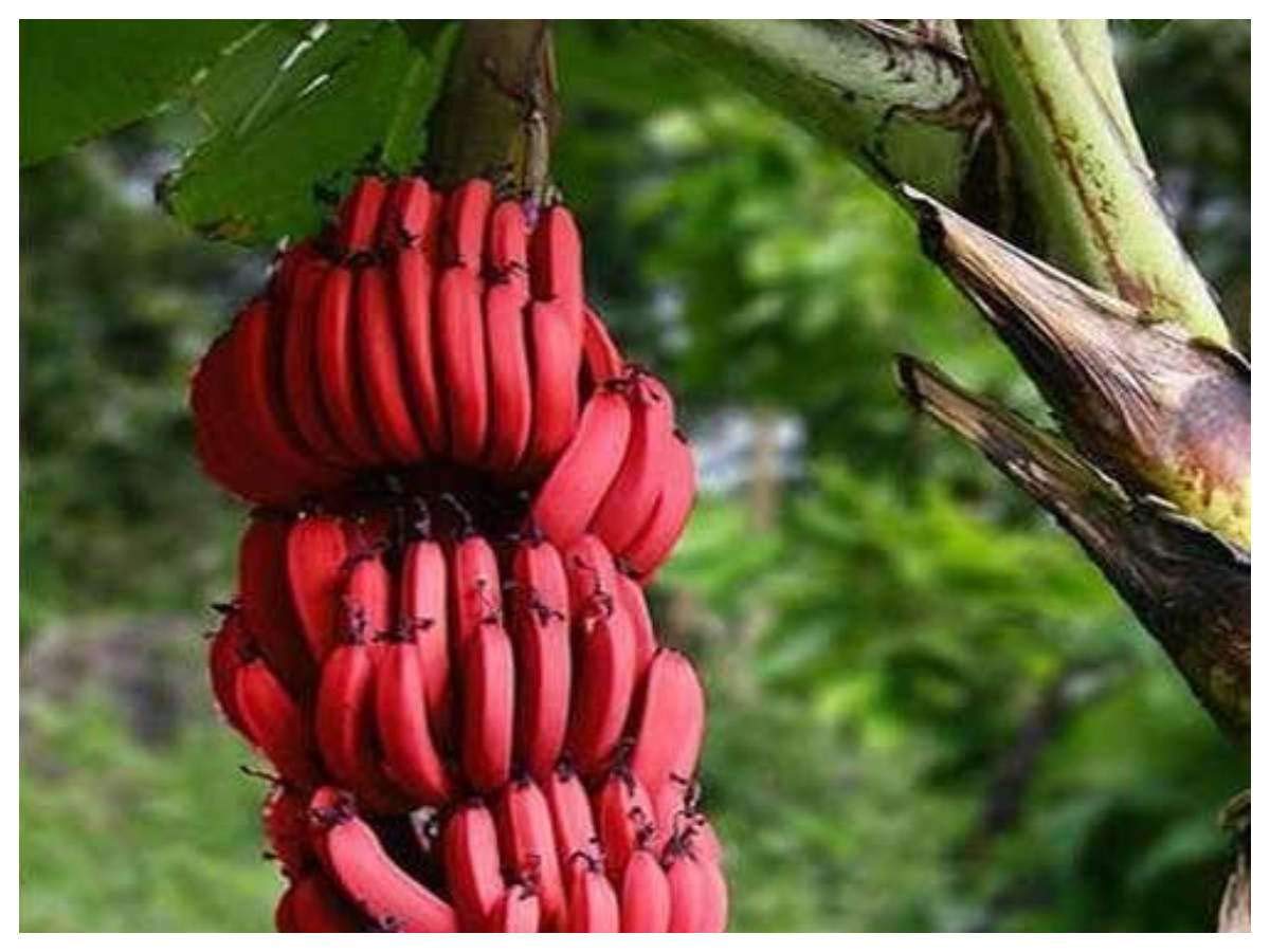 Live Plant Slight Raspberry Flavor Red Banana Exotic Green Fruit Plants (1 Healthy Live Sweet Tissue Culture Fruit Plant)