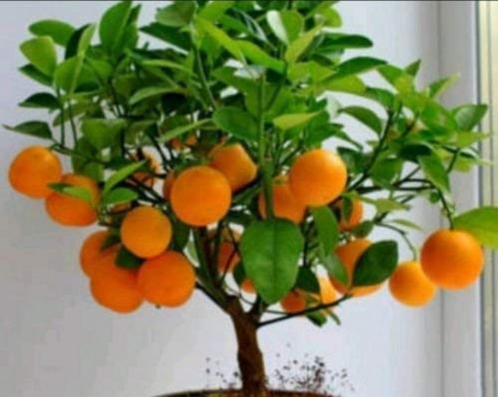 Gandharaj Lemon Fruit Plant Gardening Live