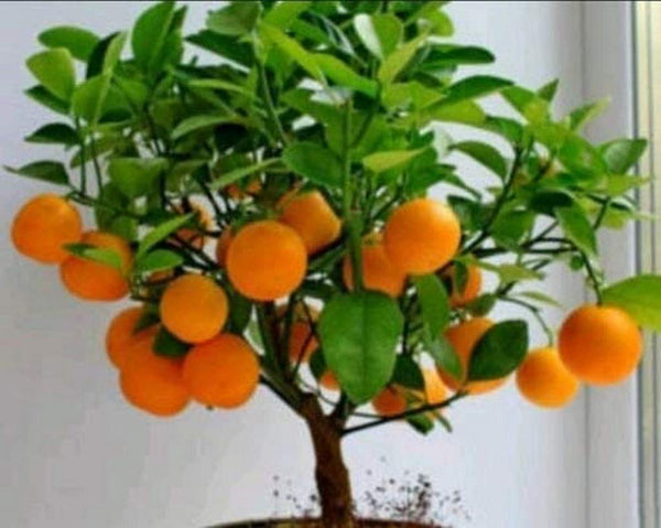 Gardening Live Gandharaj Lemon Fruit Pla...