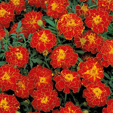 French Marigold Bolero Red