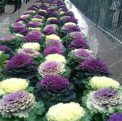Ornamental Kale Round Leaves