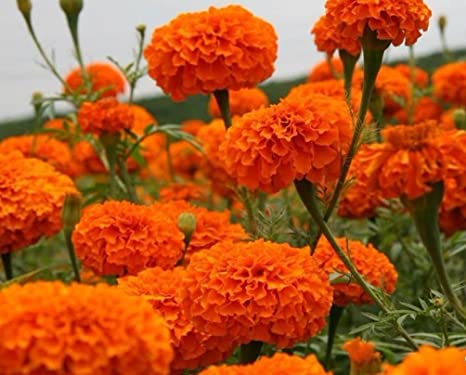 Marigold Hawaii Orange