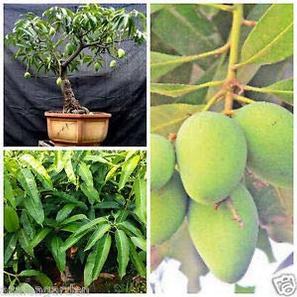 Mango- All Season Mango Fruit Live Plant (1 Healthy Plant)