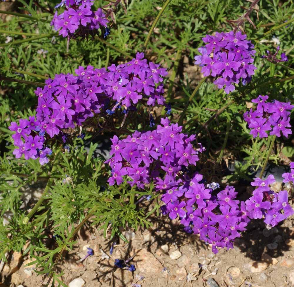 Verbena Tennuisecta Blue