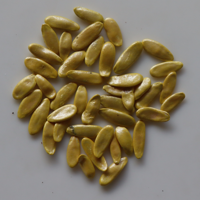 Long Melon Seeds