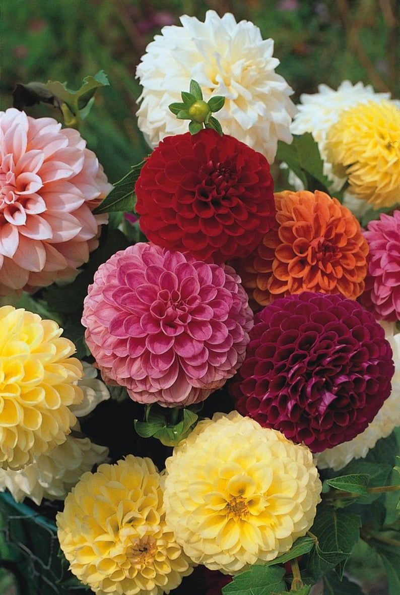 Dahlia Pompon Mixed
