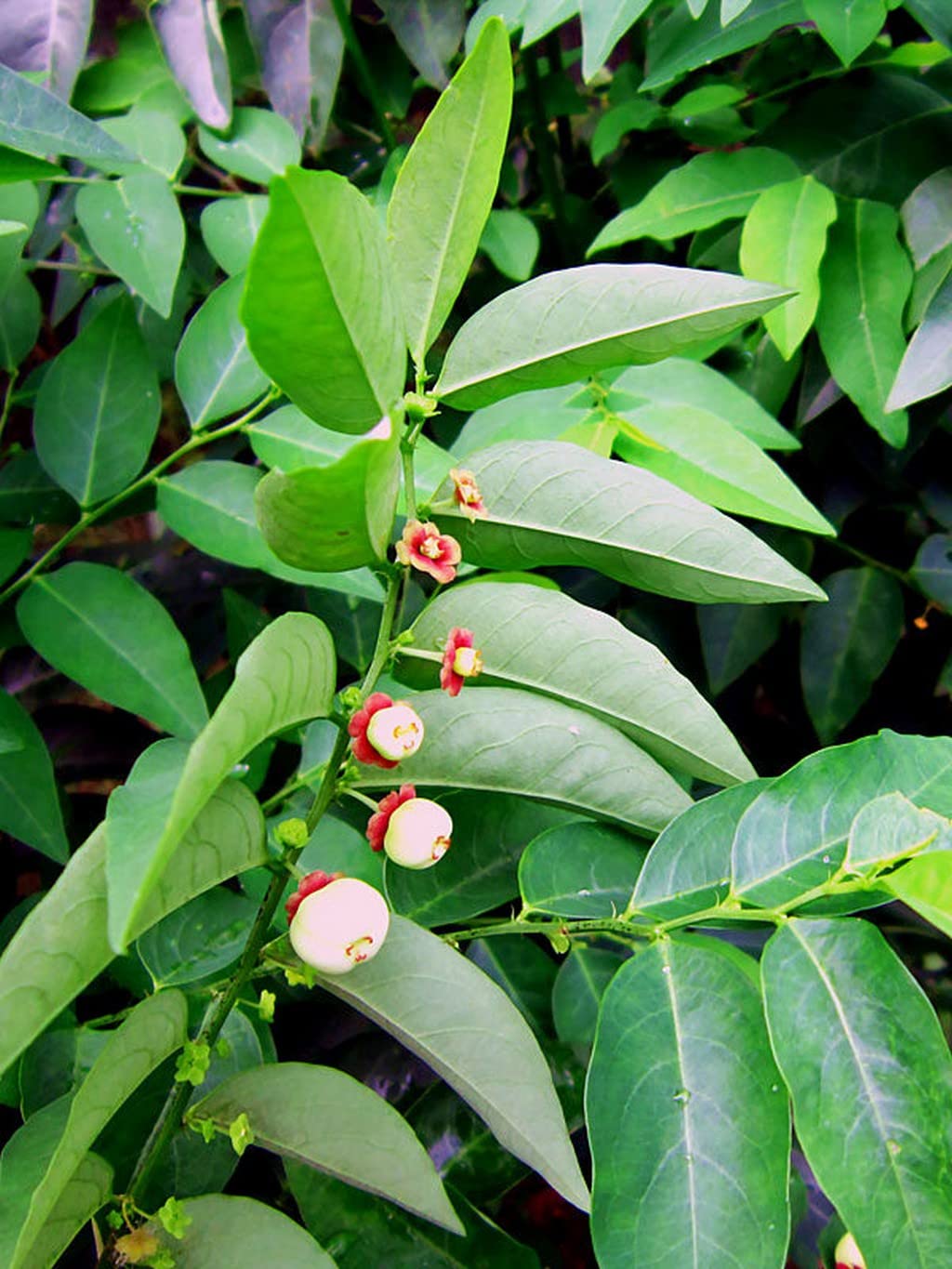 Japan Cheera (Sauropus Androgynus)