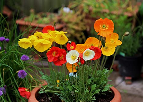 Papaver(Iceland Poppy) Mixed