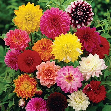 Dahlia  Beauty mixed