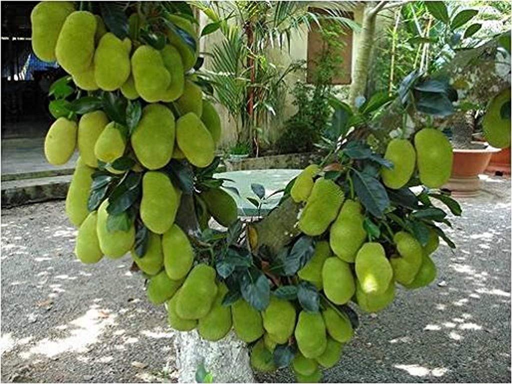 Live Plant Jack Fruit (Then Varikka) Healthy Rare Jackfruit Black Gold Dwarf Variety Bud For Terrace Garden Plant(1 Healthy Live Plant)
