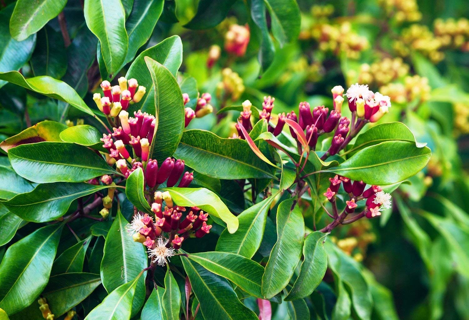 Clove/Syzygium Aromaticum Valuable Spice of The Orient Garden Plant(1 Healthy Live Plant)