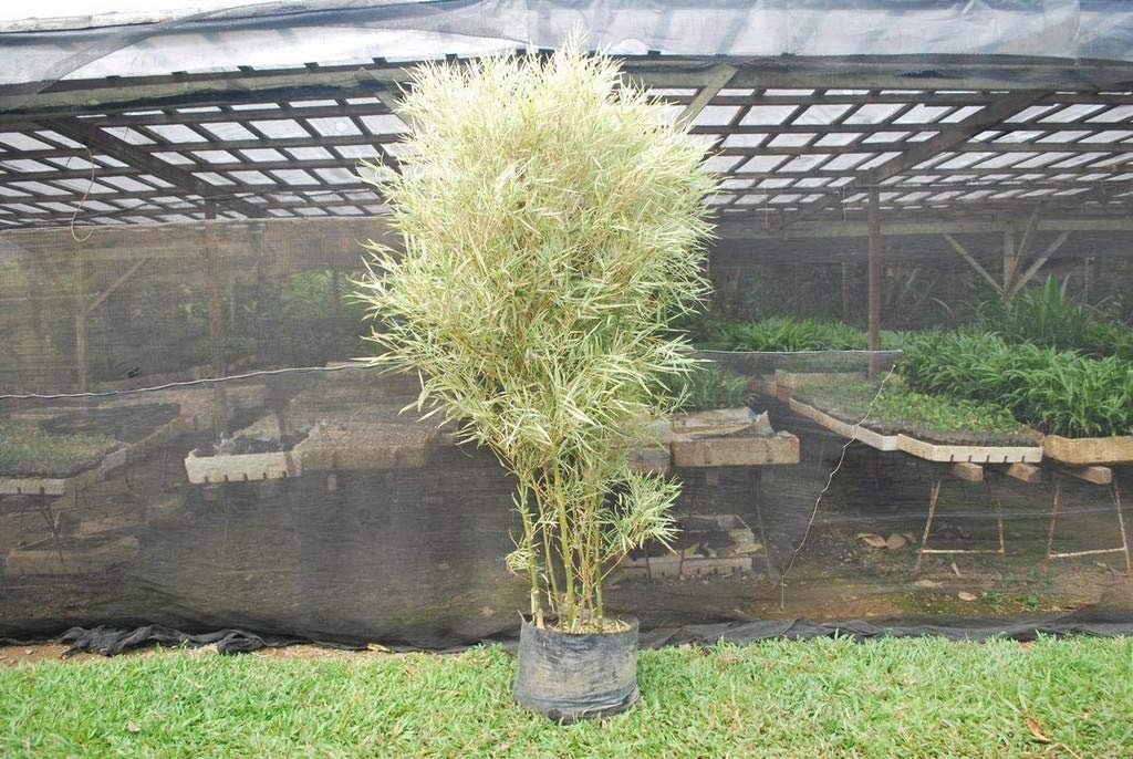 Live Plant Rare Bamboo Garden (1 Healthy Live Plant) (PLANT-66-BAMBOO270ll@)