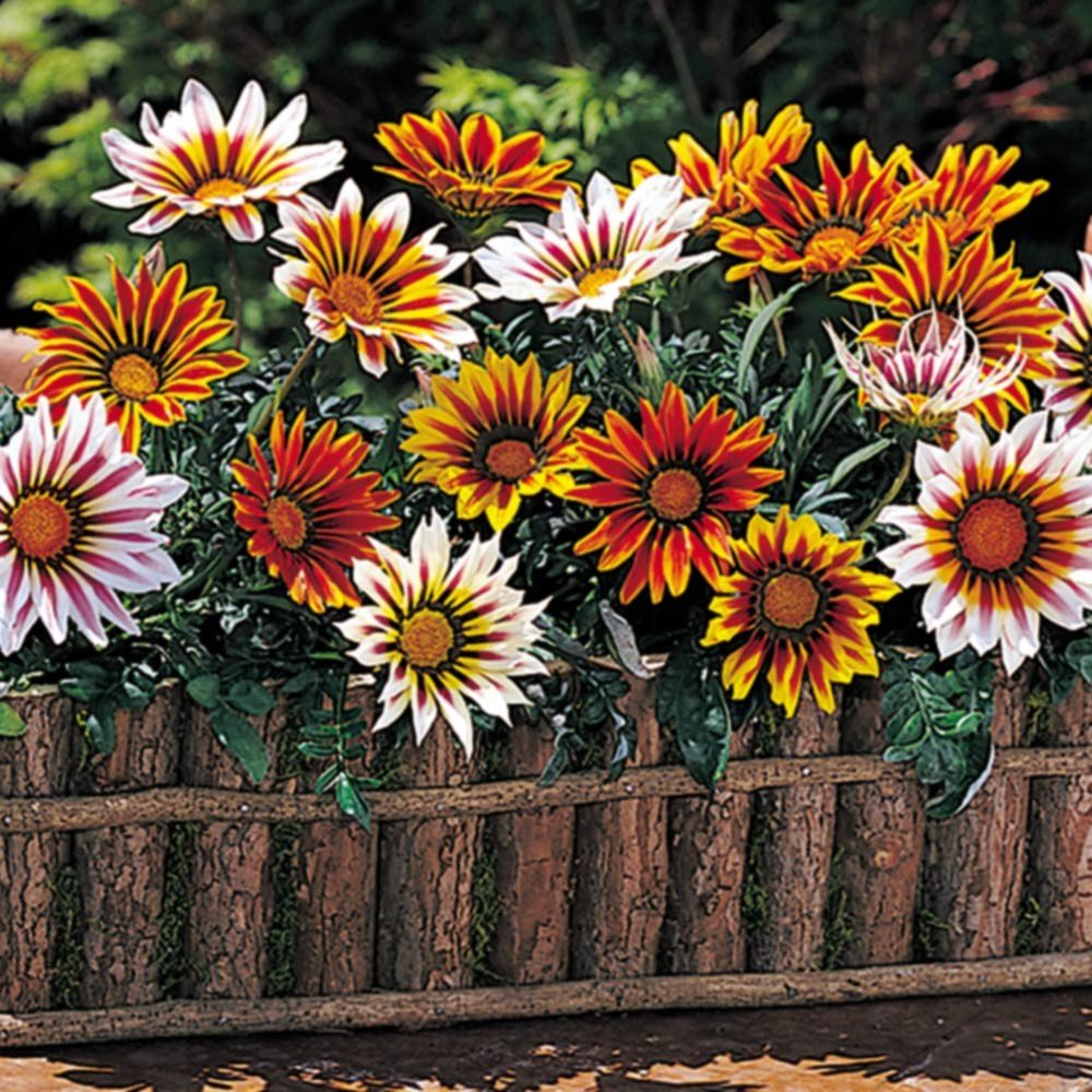 Gazania Dwarf Mixed(Treasure Flower)