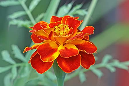 French Marigold Dbl Bicolour