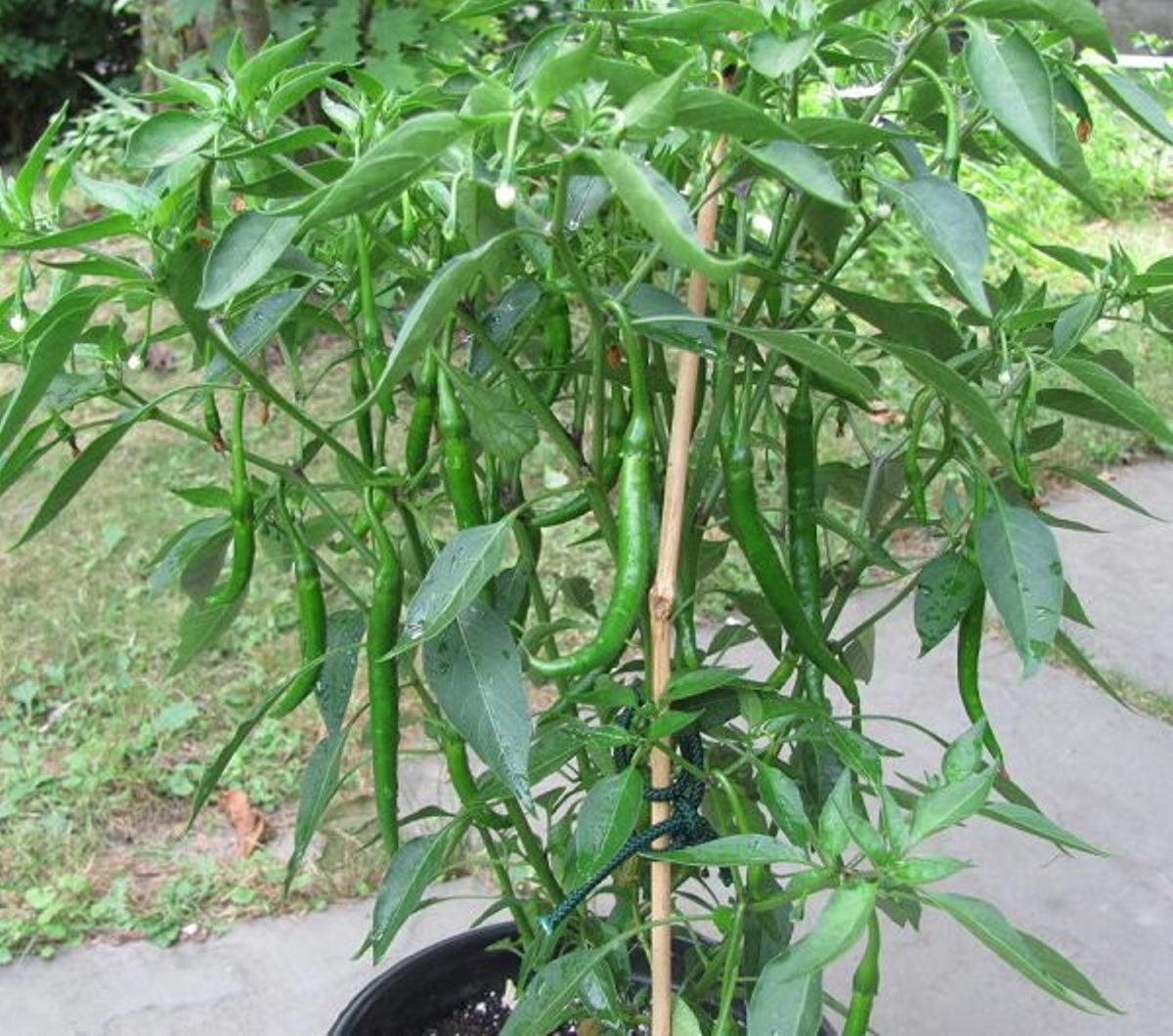 Chillies Green Long Seeds