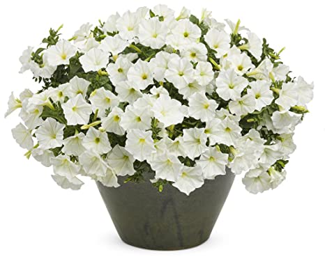 Petunia Snowball White