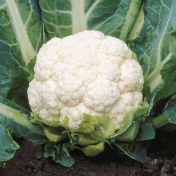 Cauliflower  Seeds