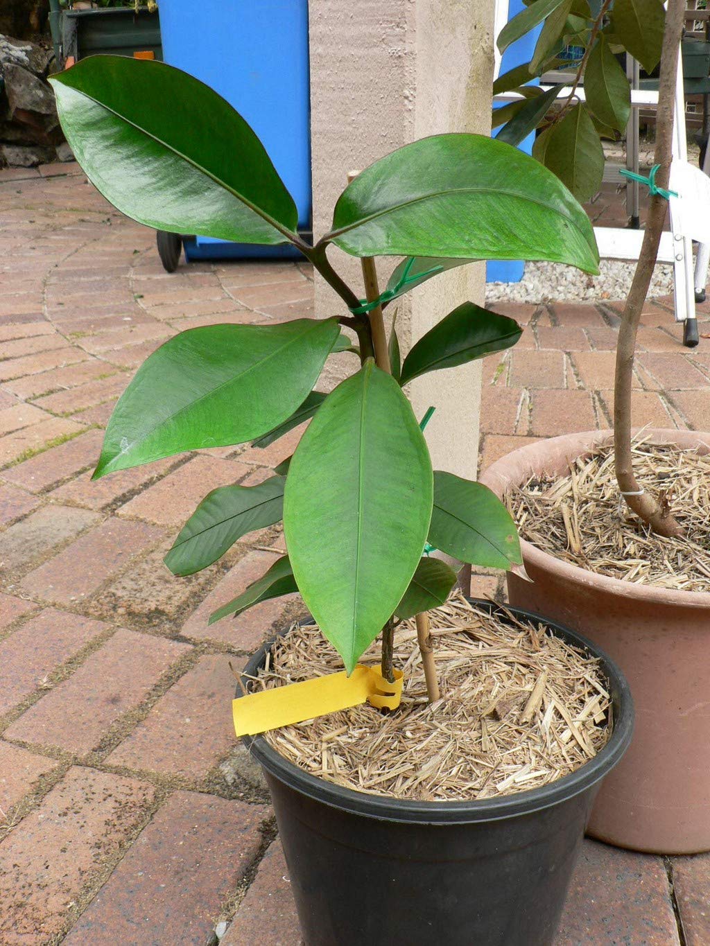Mangosteen Pericarp Delicious All Season Garden Plant(1 Healthy Live Plant)