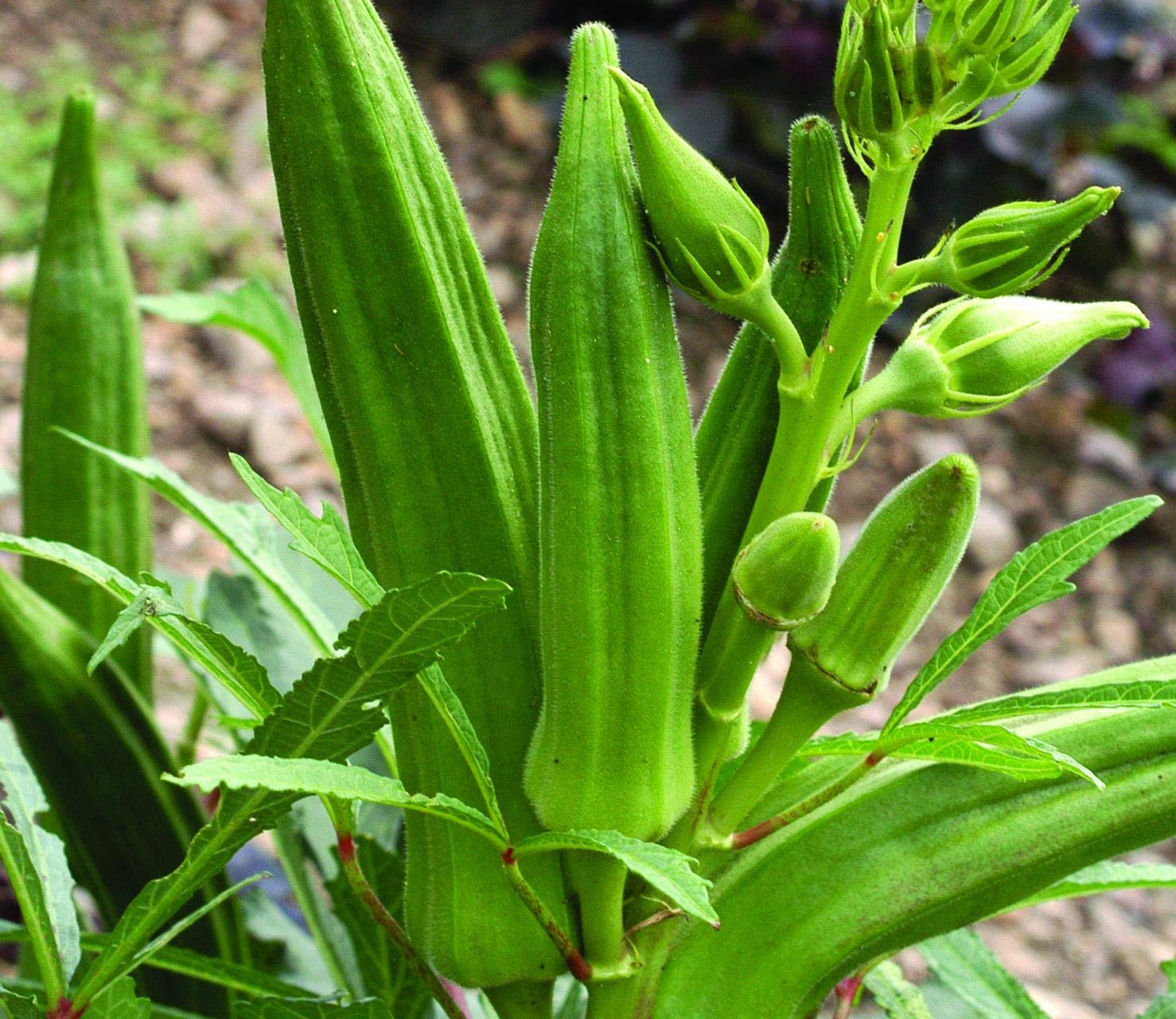 Bhindi (Arka Anamika)