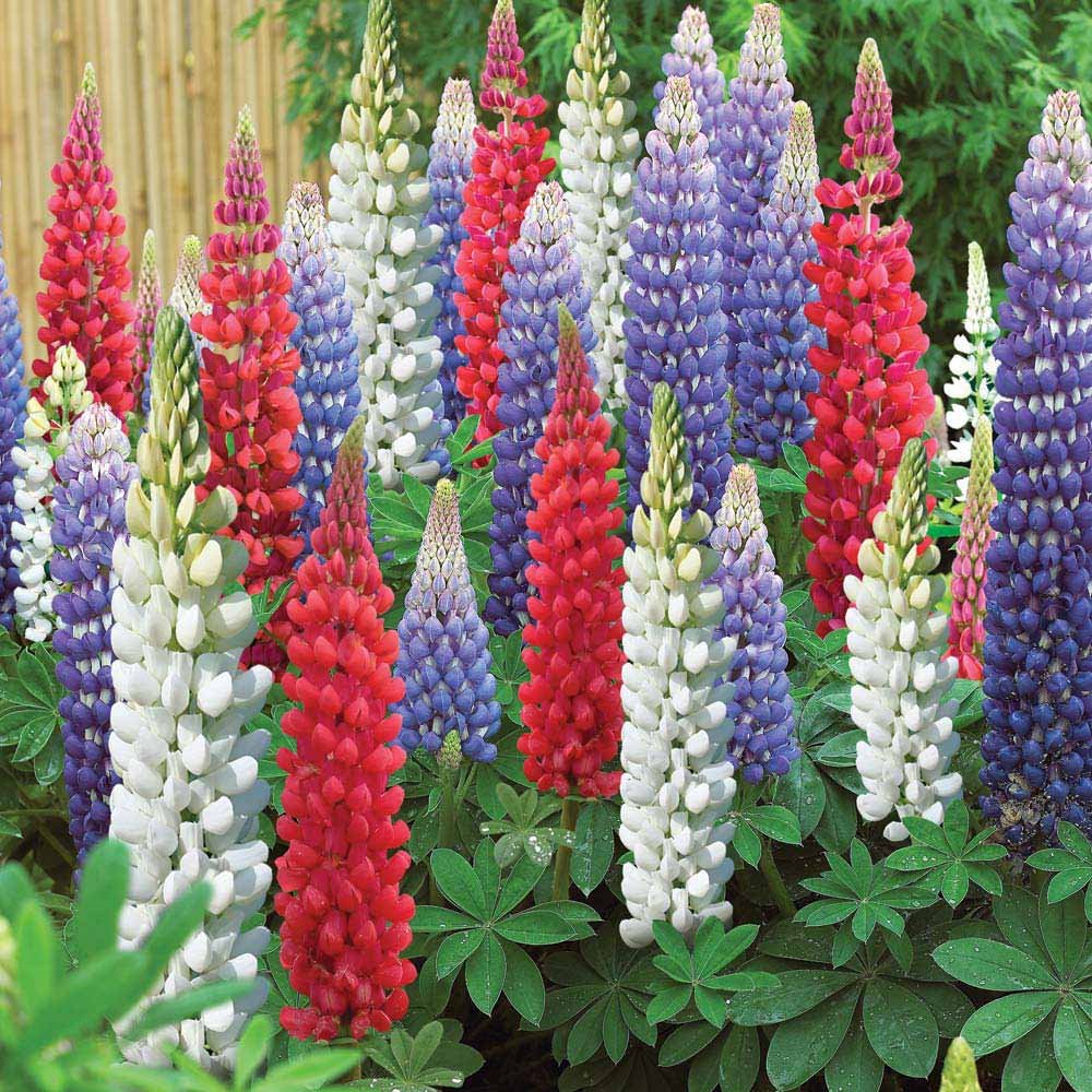 Lupin Pixie Delight Dwarf